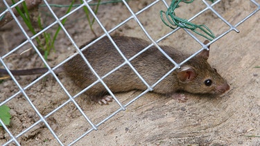 Ratte kriecht unter Zaun durch | Bild: picture-alliance/dpa