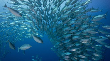 Fischschwarm | Bild: picture-alliance/dpa