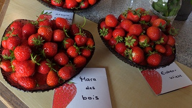 Erdbeeren vom Erdbeerhof Zehelein-Schemm. | Bild: BR
