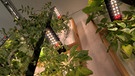 Ein Bayreuther Startup hat vertikale Gemüsebeete für Innenräume entwickelt, die auf der sogenannten Aeroponik-Technik basieren. | Bild: BR