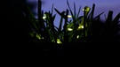 In den kommenden Wochen werden nachts wieder zahlreiche Glühwürmchen unterwegs sein. | Bild: BR