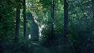 Unheimliche Ruine im Wald. | Bild: BR