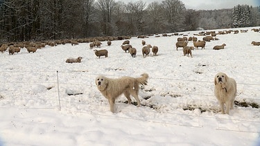 Zwei Hunde sorgen für die Sicherheit einer Schafsherde. | Bild: BR