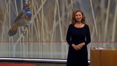 Karin Schubert moderiert die Frankenschau aktuell am 25.März. | Bild: BR