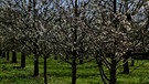 Hier blühen ein Handvoll der 250.000 Kirschbäume in der Fränkischen Schweiz. | Bild: BR