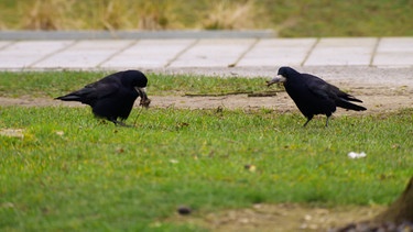 Zwei Saatkrähen auf der Suche nach Materialien für ihre Nester. | Bild: BR
