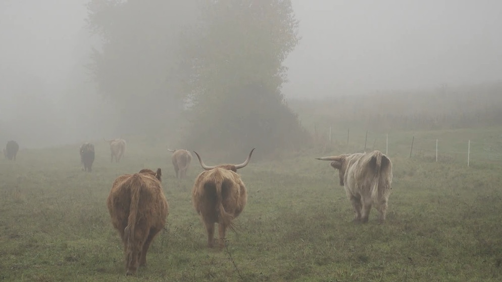 Rinder laufen auf Weide. | Bild: BR