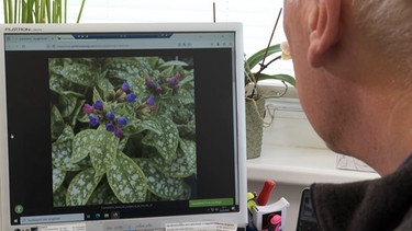 Lungenkraut auf dem Bildschirm, damit will Dr Johannes Wilkens (links im Bild) Lungenerkrankungen besser behandeln. | Bild: BR