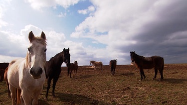 Pferde stehen auf einer Wiese. | Bild: BR