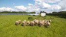 Schafe grasen vor Photovoltaikanlagen auf einer Weide. | Bild: BR