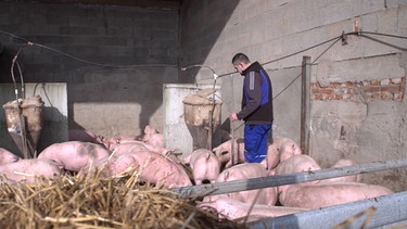 Ein Bauer steht bei seinen Schweinen. | Bild: BR