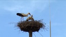 Storchenpaar in einem Nest. | Bild: BR