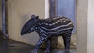 Tapir Nachwuchs aud dem Nürnberger Tiergarten. | Bild: BR