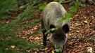 Wildschwein im Wald. | Bild: BR
