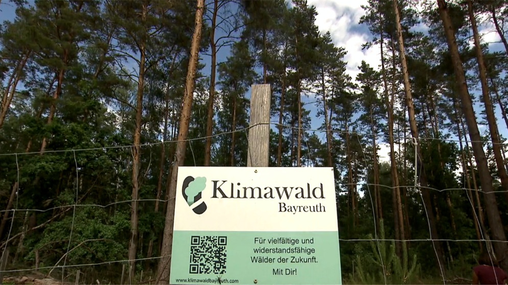 Klimawald in Bayreuth | Bild: BR
