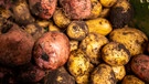 Wissenswertes rund um die Kartoffel | Bild: André Goerschel