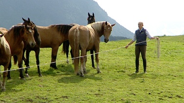 Ein Pferdesommer in Schwaiganger - Teil 3 Premieren | Bild: BR