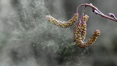 Pollen fliegen im Winter aus einer Erle. | Bild: picture-alliance/dpa