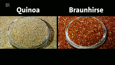 Quinoa und Braunhirse | Bild: Screenshot BR