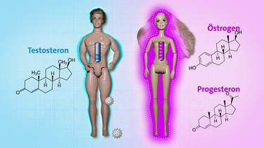 Frauen und Männer: Unterschiede im Immunsystem | Bild: BR