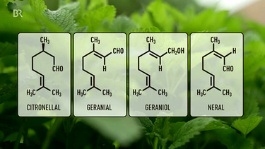 Melissenblätter enthalten ätherische Öle, Citronellal, Geranial, Geraniol und Neral. | Bild: BR