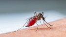 Mückenstiche: Was hilft wirklich? | Bild: BR