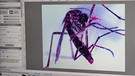 Tigermücke unter dem Mikroskop | Bild: picture alliance / AA | Pablo Barrera