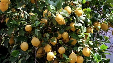 Zitronenbaum  | Bild: picture-alliance/dpa