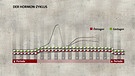 Grafik zum Hormonzyklus | Bild: BR/Gut zu wissen