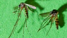 Asiatische Tigermücken (Aedes albopicts) | Bild: picture-alliance/dpa-Zentralbild/Patrick Pleul