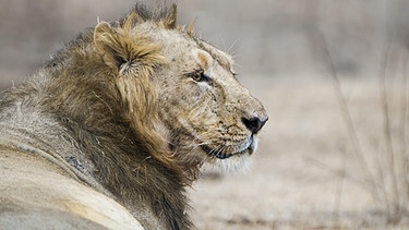 Artenschutz Asiatischer Löwe im indischen Gir-Schutzgebiet | Bild: picture-alliance/dpa/imageBrocker