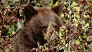 Ein nordamerikanischer Schwarzbär (Ursus americanus) frisst Beeren. | Bild: Michael H. Francis/OKAPIA