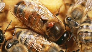Honigbienen mit Varroa-Milbe | Bild: picture-alliance/dpa/Mary Evans Picture Library