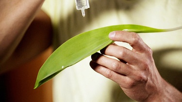 Philip Häusser zeigt den Lotus-Effekt: Wasser perlt von einem Lotus-Blatt ab. | Bild: BR
