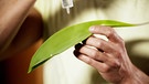 Philip Häusser zeigt den Lotus-Effekt: Wasser perlt von einem Lotus-Blatt ab. | Bild: BR