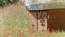 Bayerische Buckfast-Bienen kurz vor ihrem Hochzeitsflug auf der Insel Baltrum. | Bild: BR/Gut zu wissen
