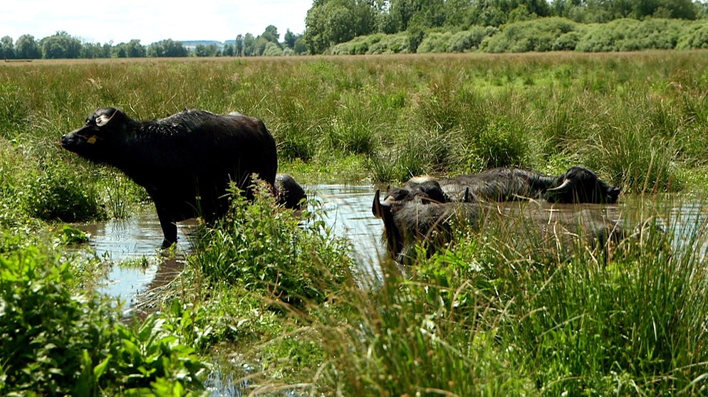 Büffel im Donaumoos | Bild: BR/Gut zu wissen