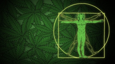 Cannabispflanzen mit Grafik vitruvianische Mensch | Bild: BR/Eva Manten