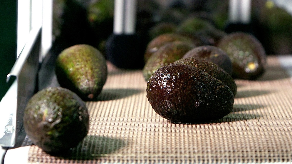 Avocados werden mit einer unsichtbaren Schutzschicht ummantelt.  | Bild: BR/Gut zu wissen