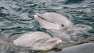 Delfine im Tiergarten Nürnberg. Ist die Haltung von Delfinen in Gefangenschaft artgerecht? | Bild: BR/Gut zu wissen