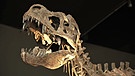 Kopf eines Tyrannosaurus Rex, das einzige existierende Jungtierskelett weltweit im Dinosaurier Museum Altmühltal.  | Bild: BR/Gut zu wissen