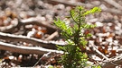 Kleiner Eibenbaum: Im Bayerischen Wald wird versucht seltene Bäume zu retten.  | Bild: BR/Gut zu wissen