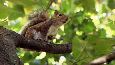 Graues Eichhörnchen sitzt auf einem Baum. Sie sind Träger des Parapox-Virus, doch sie sind selbst immun dagegen.  | Bild: BR/Gut zu wissen