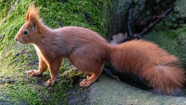 Rotes Eichhörnchen auf eine bemoosten Baumstamm. Das Europäische Eichhörnchen gibt es in unterschiedlichen Farbtönen: von gräulich über rot bis hin zu schwarz. Zu erkennen ist es auch an seinen Ohrenpinseln.  | Bild: picture-alliance/dpa/Zoonar | Karl-Heinz Schmidt
