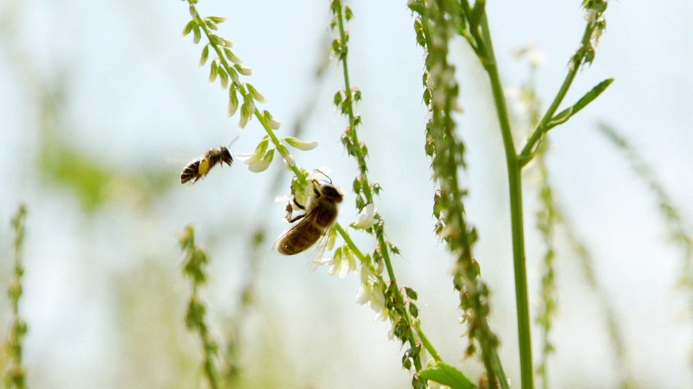 Umweltfreundliche Energiepfanzen liefern auch Futter für Insekten. | Bild: BR/Gut zu wissen