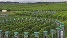 Versuchsfeld mit CO2-Verteilern. | Bild: BR