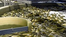 Eingelegte Gurken bei einer Firma in Niederbayern. Das Wasser wird in Dingolfing als Streusalz verwendet. Damit kann der Winterdienst 1.000 Tonnen Salz ersetzen.  | Bild: BR