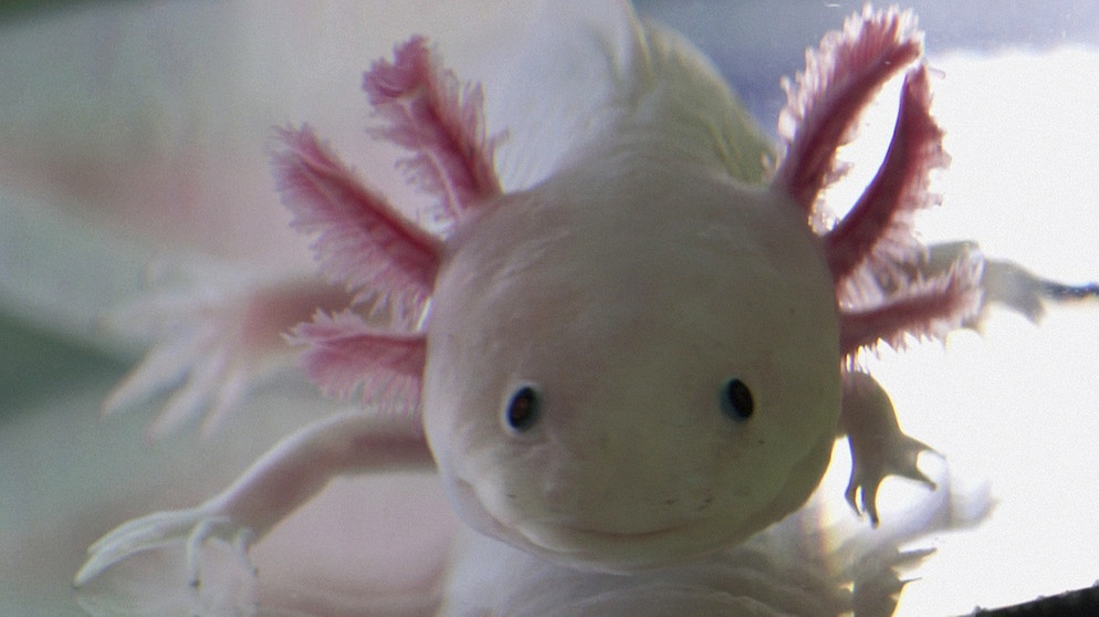 Axolotl - ein Lurch, der auch Wassermonster genannt wird. | Bild: BR