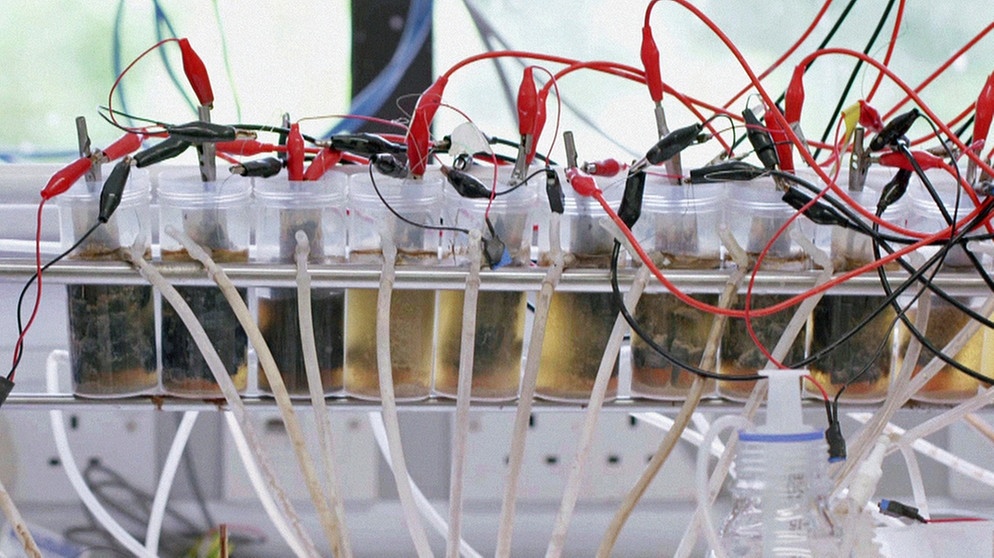 Strom aus Urin - Mikrobielle Brennstoffzellen im Labor | Bild: BR