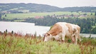 Giftige Gräser können für Kühe und Pferde tödlich sein. | Bild: BR